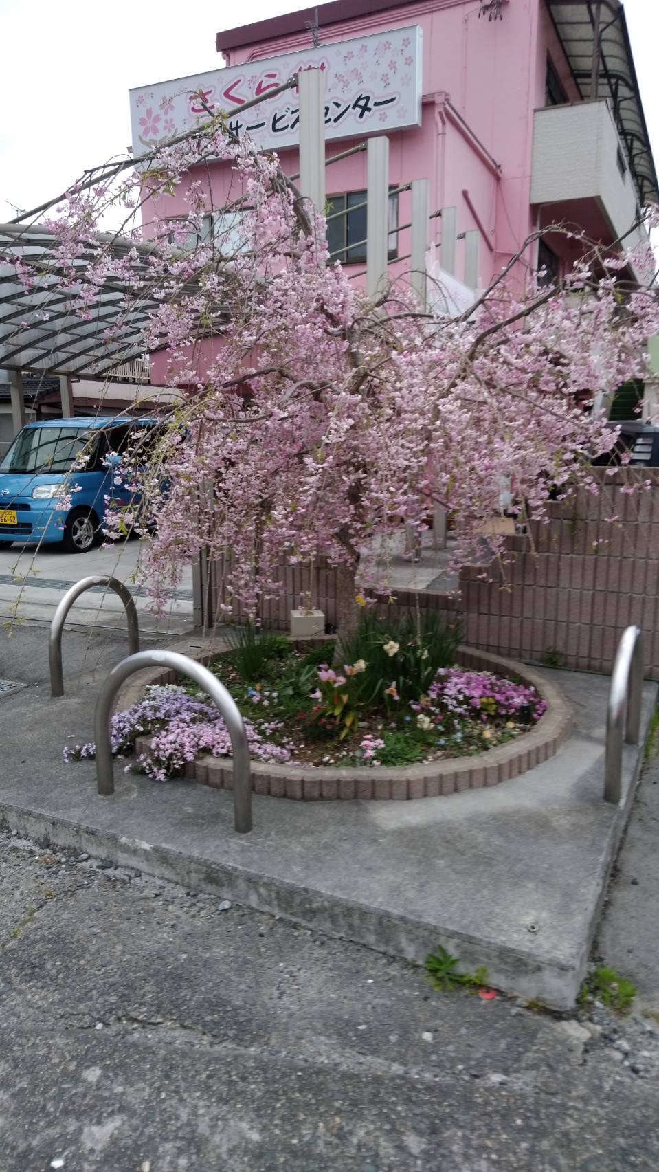 桜満開!!