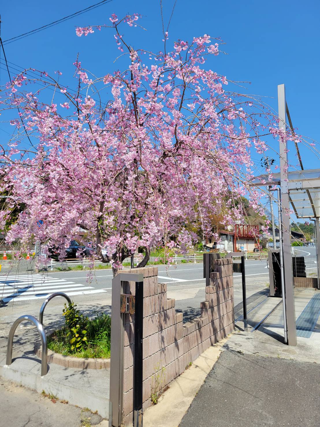 さくら樹の桜