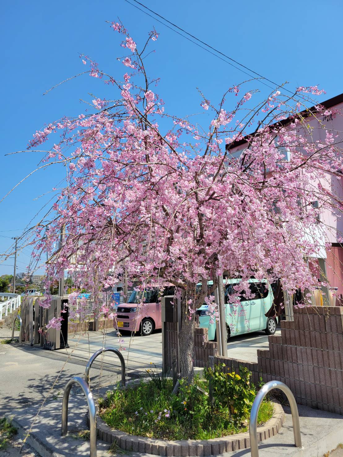 さくら樹の桜