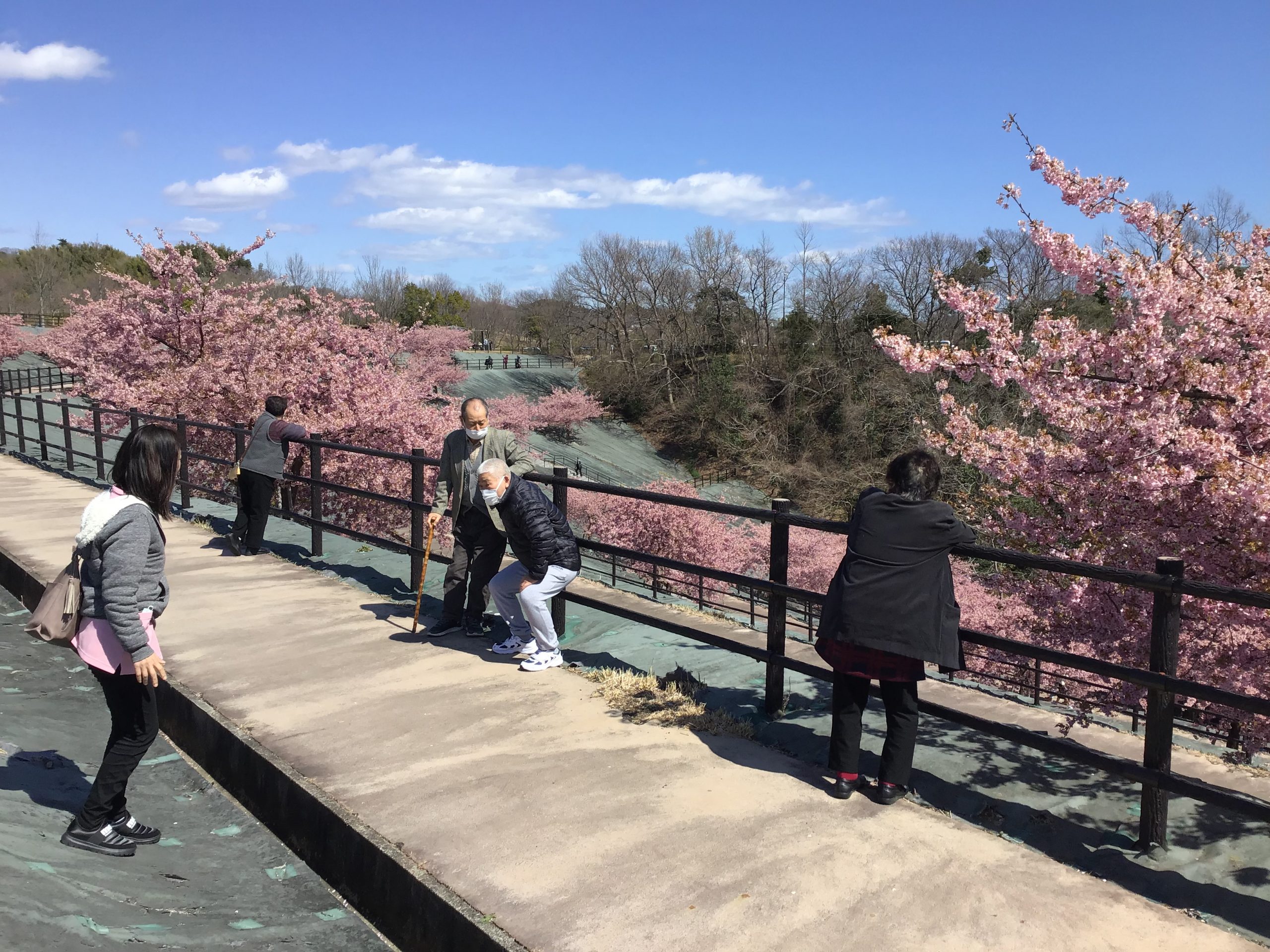 桜を観に行きました。