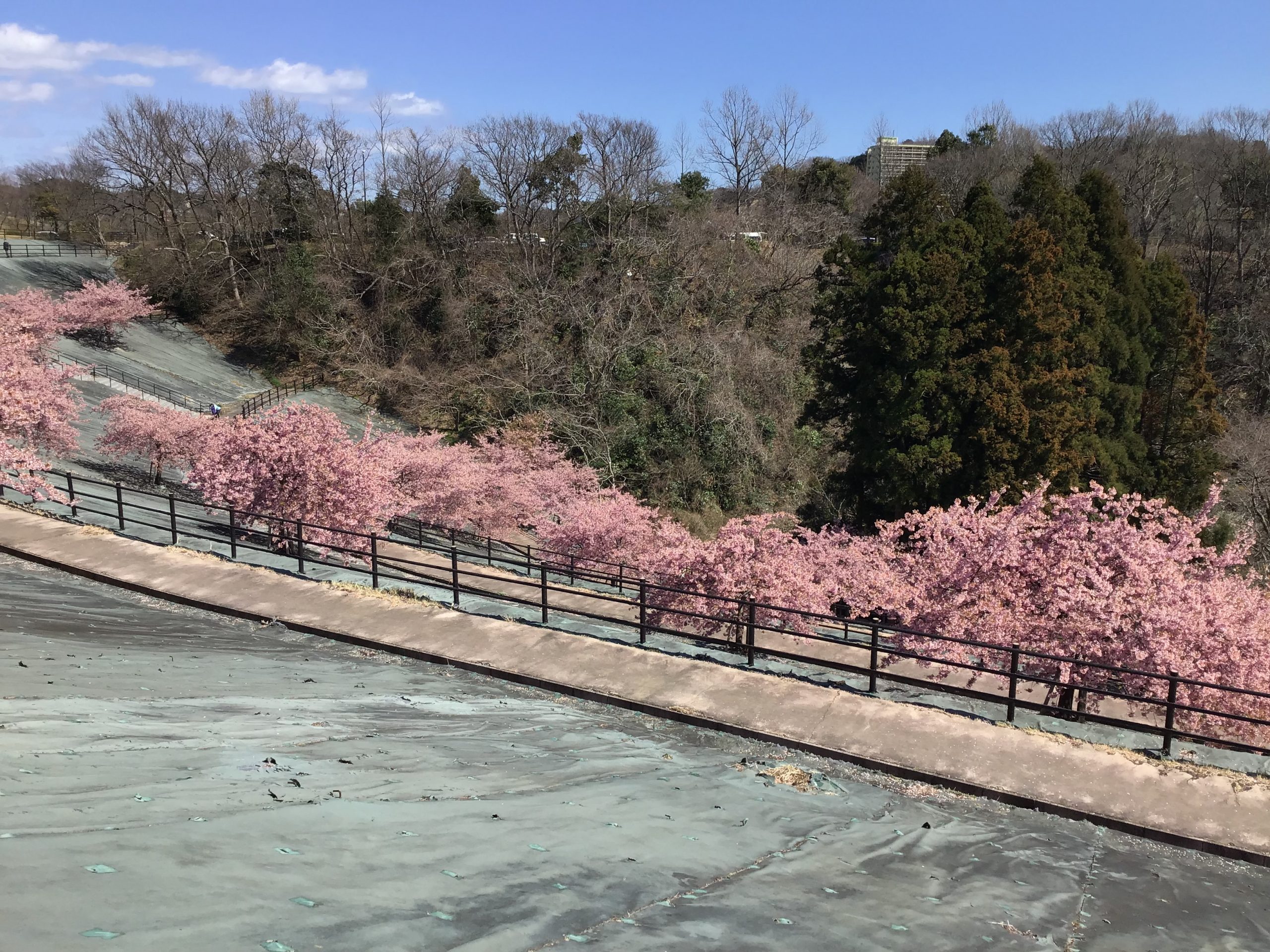 桜を観に行きました。