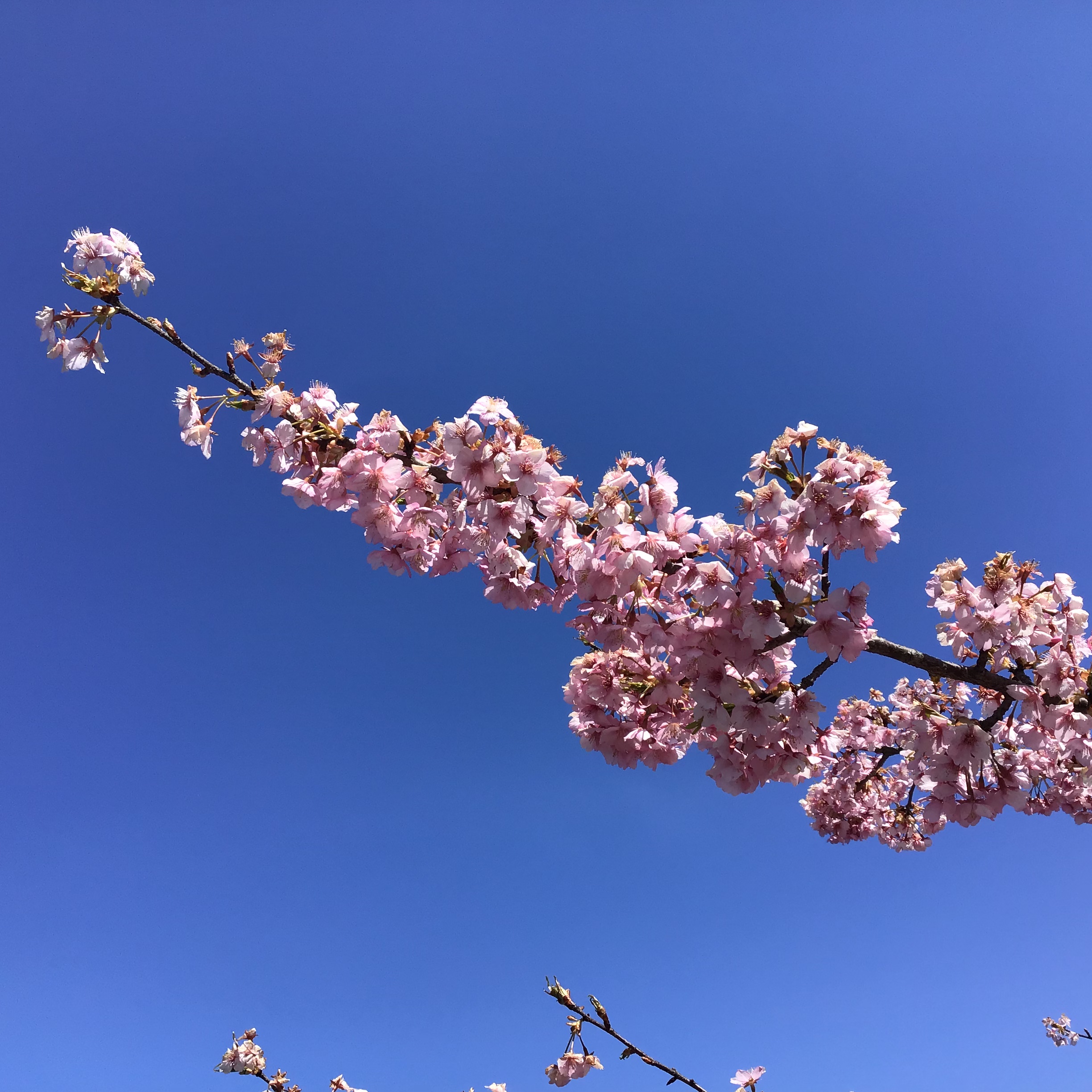 桜を観に行きました。