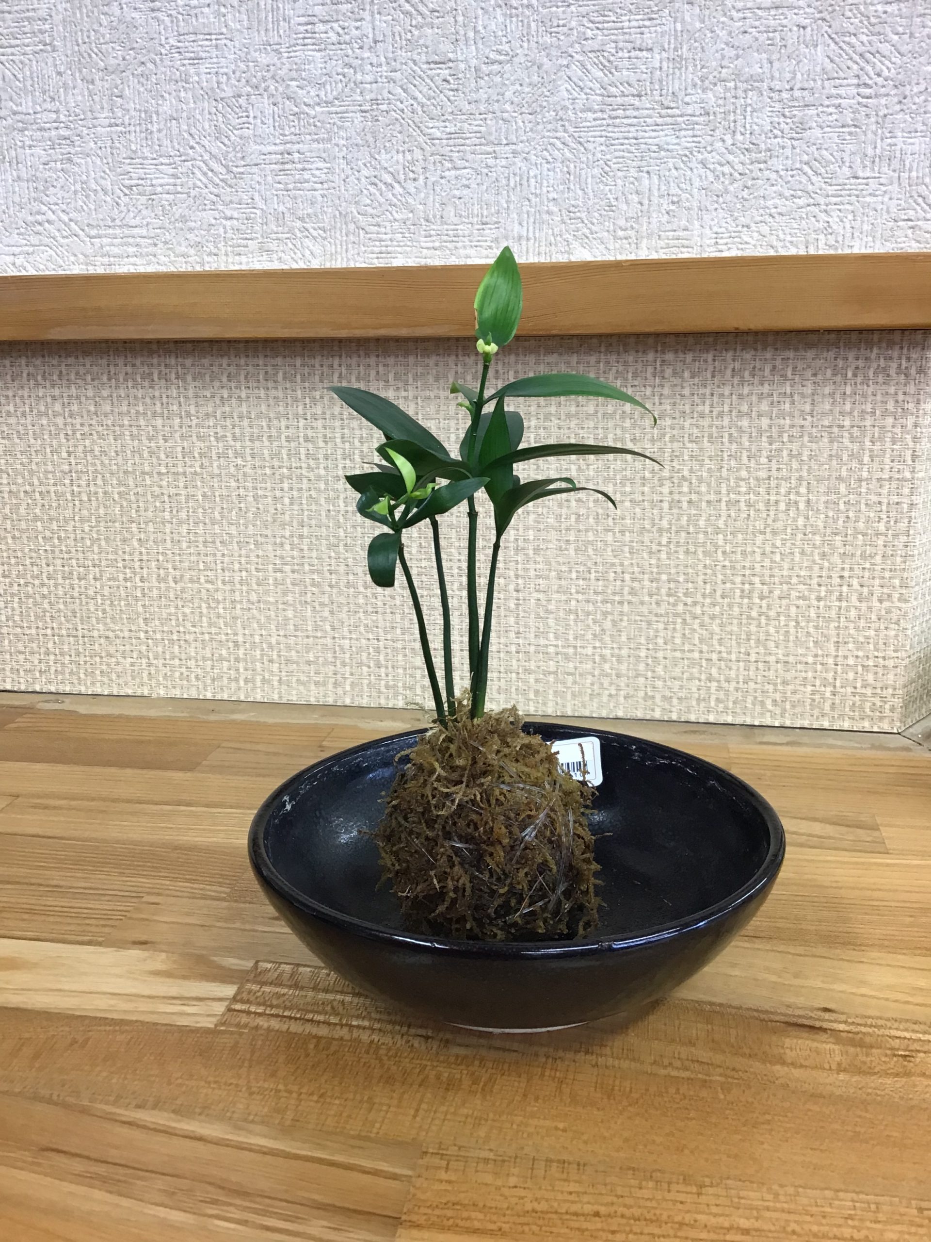 苔玉作り